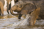 young frican elephant