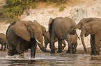 african elephants