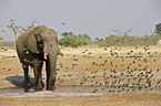 african elephant
