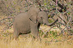 young african elephant