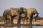 african elephants