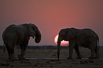 african elephants