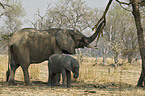 african elephants