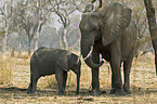 african elephants