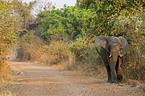 african elephant