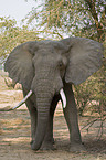 african elephant
