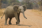 african elephant