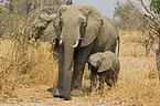 african elephants