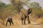 african elephants