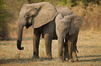 african elephants