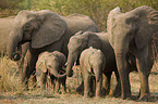 african elephants