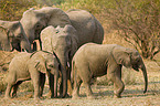african elephants