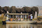 african elephants