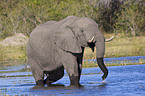 African elephant