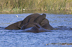 African elephants