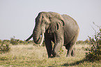 African elephant