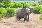 african elephant