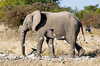 African elephant