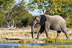 African elephant