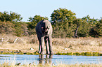 African elephant