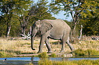 African elephant
