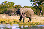 African elephant