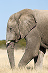 African elephant