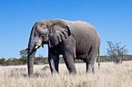 African elephant