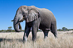African elephant