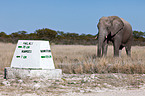 African elephant