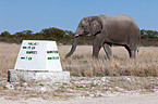 African elephant