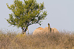 African elephant
