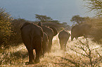 African elephants