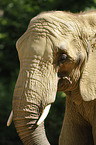 African elephant