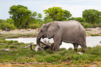 African elephant