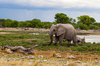 African elephant