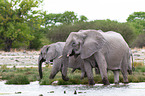 African elephants
