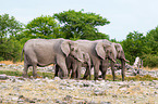African elephants