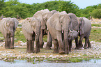 African elephants