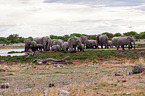 African elephants
