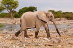 African elephant