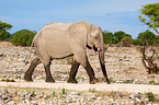 African elephant