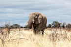 African elephant