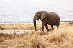 African elephant