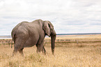 African elephant