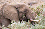 African elephant