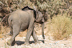 African elephant
