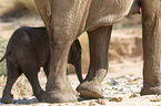 African elephants