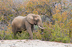 African elephant