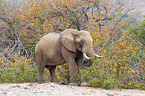 African elephant